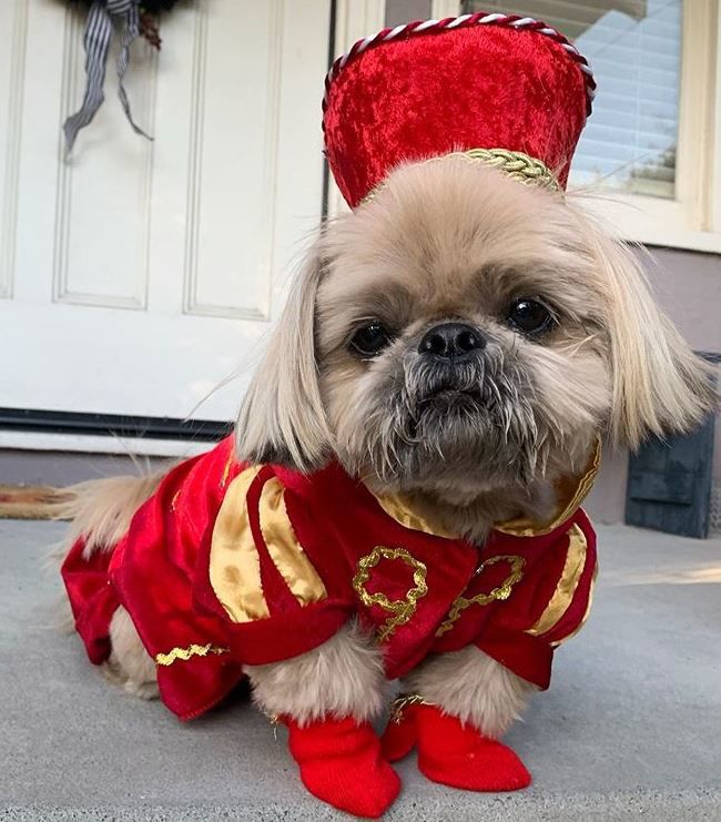 Dougie the Shih Tzu dresses up for Halloween.